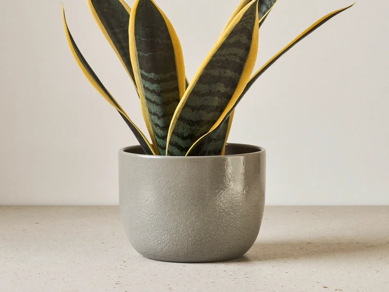 Sansevieria v šedém keramickém květináči na světlém betonovém podkladu