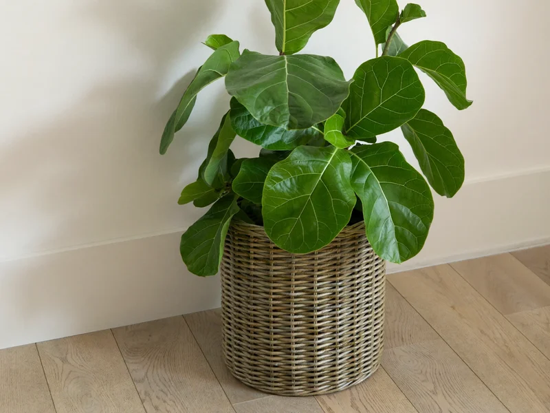 Vysoký fíkovník Ficus lyrata v pleteném koši na dubové podlaze